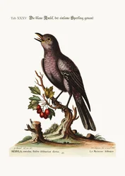 The Solitary Sparrow, 1749-73